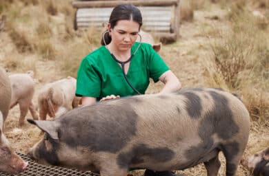 Inseminacio Artificial